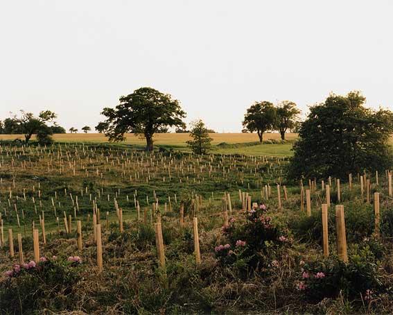 GBFOROakNursery