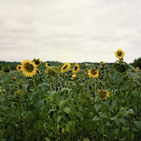 MannSjorljusne03