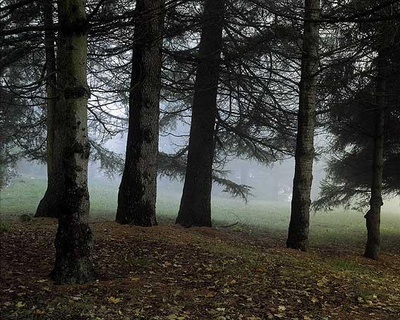 NEWNebelwald