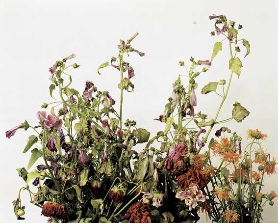 NEWWiltedFlowers